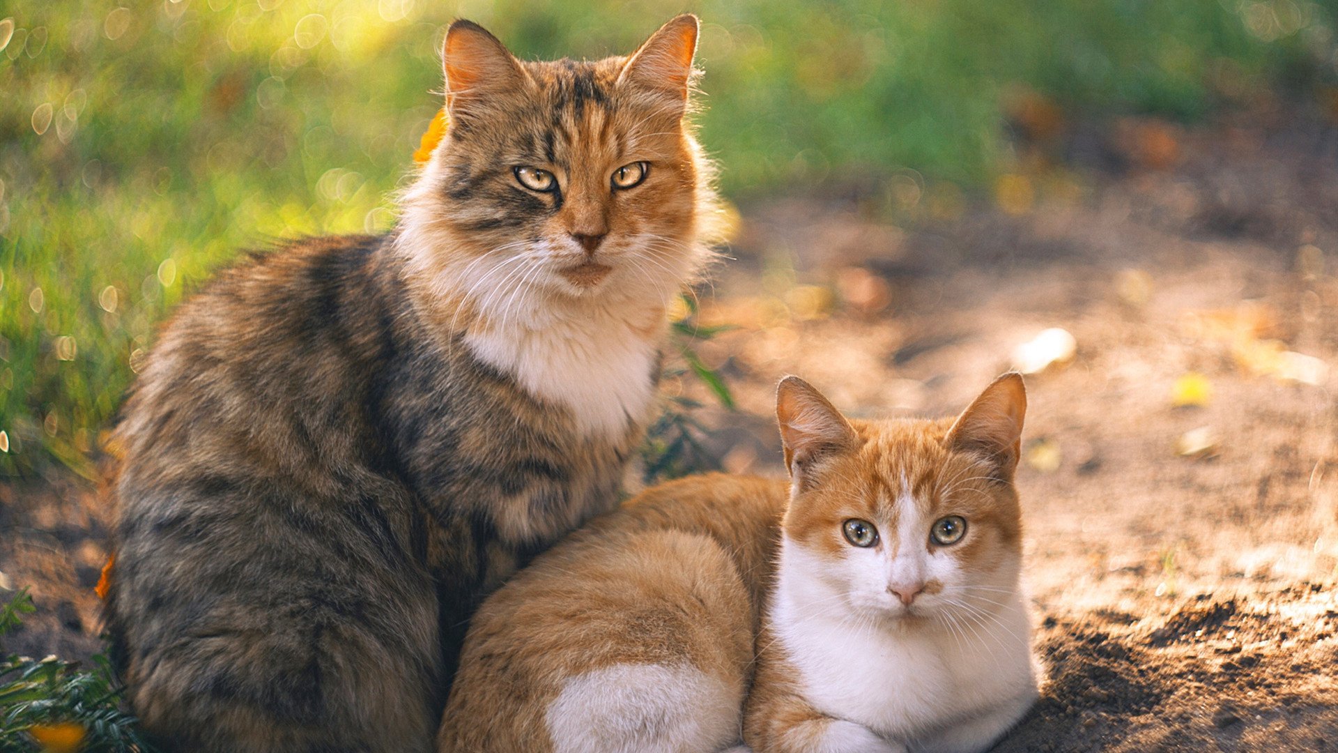 优质青训基地通过国际认证,行业国际化水平持续提升,著名青训营