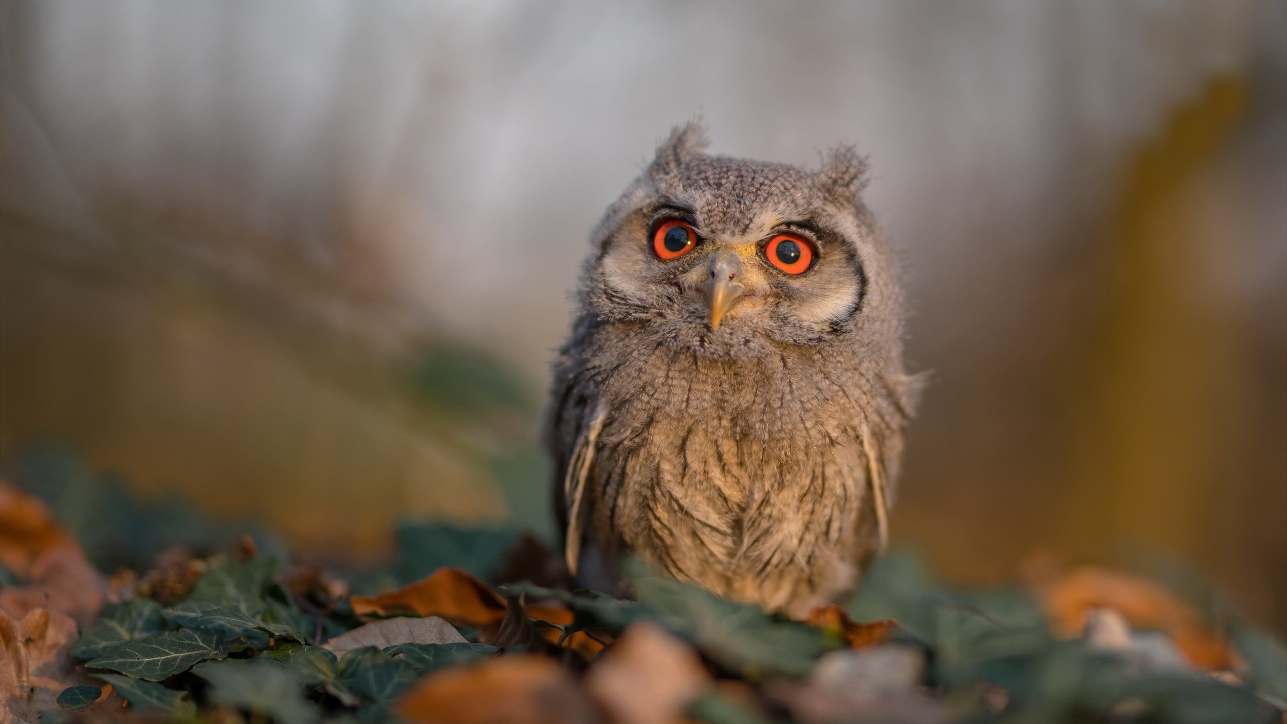 勇士在最后一分钟实现惊天逆转,库里关键三分绝杀全场!,勇士最后一场常规赛