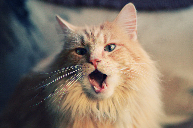 kaiyun.com-守望先锋 联赛战队实力提升，守望先锋联赛由谁负责