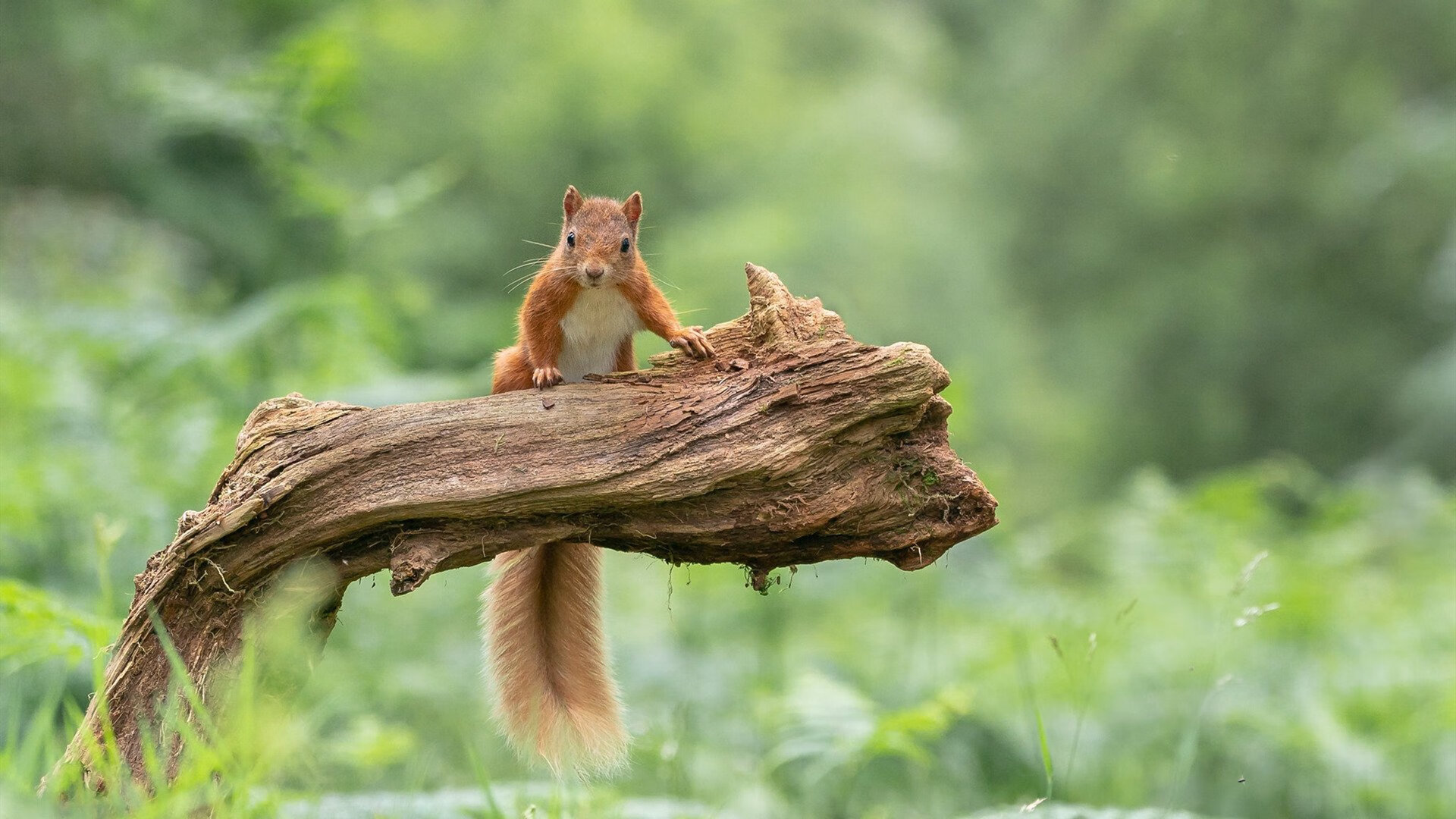 开云体育-特色篮球城市赛事方案不断优化，提升城市品牌影响力，篮球赛赛事介绍