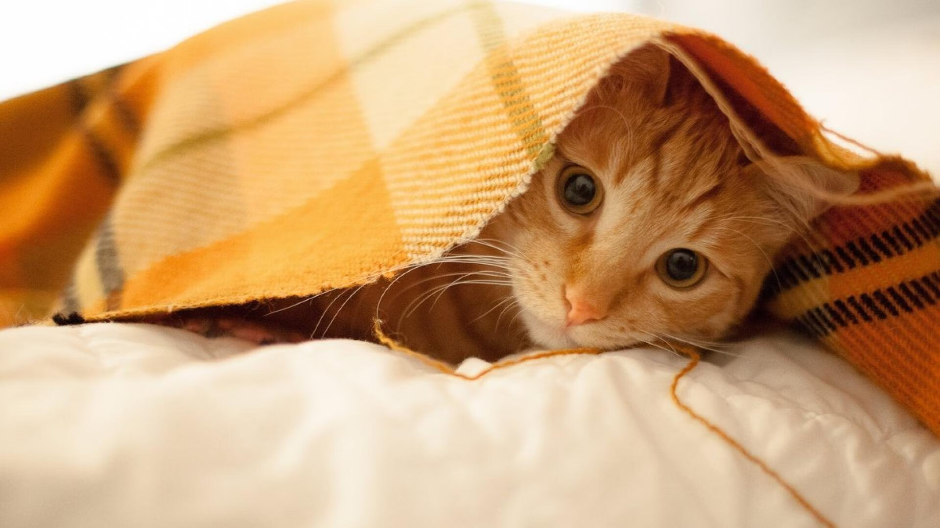 英雄联盟青春杯赛激情开幕,年轻战队崭露头角,英雄联盟 青春