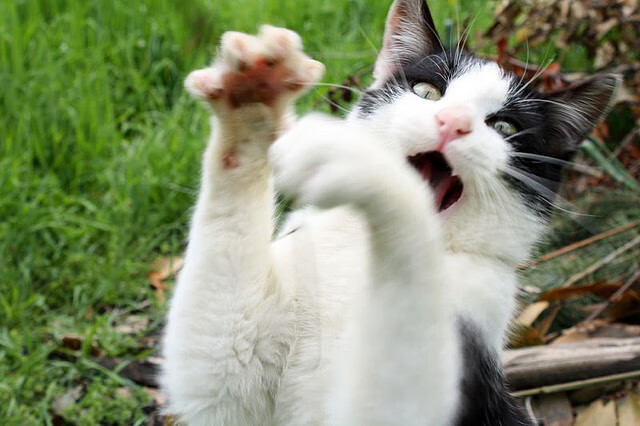 英超焦点回顾,精彩进球和守门员神扑成为亮点,英超精华集锦2021