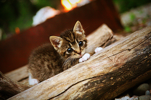 kaiyun官方网站-公牛拉文爆发终止连败，公牛老大是拉文吗