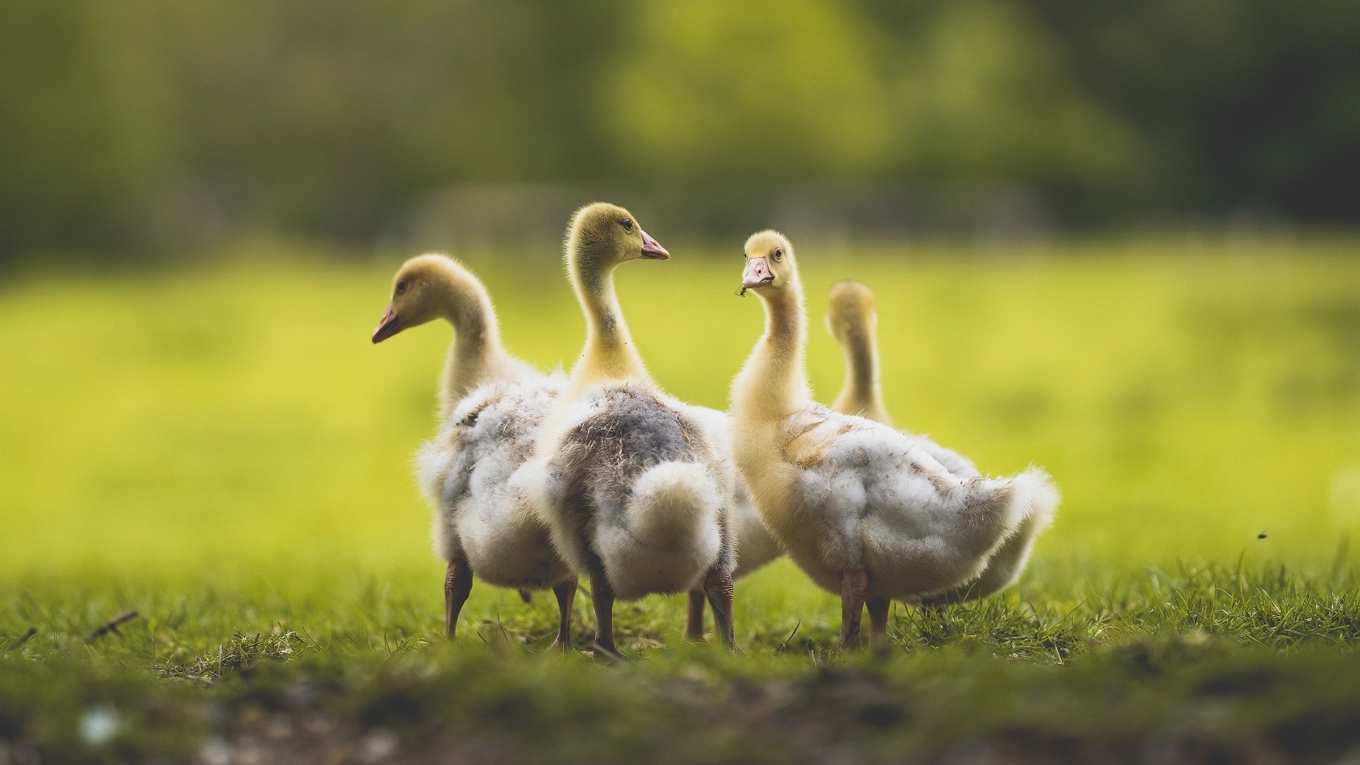 kaiyun官方网站-图卢兹连续第三场比赛获胜，展现出出色发挥，图卢兹crous