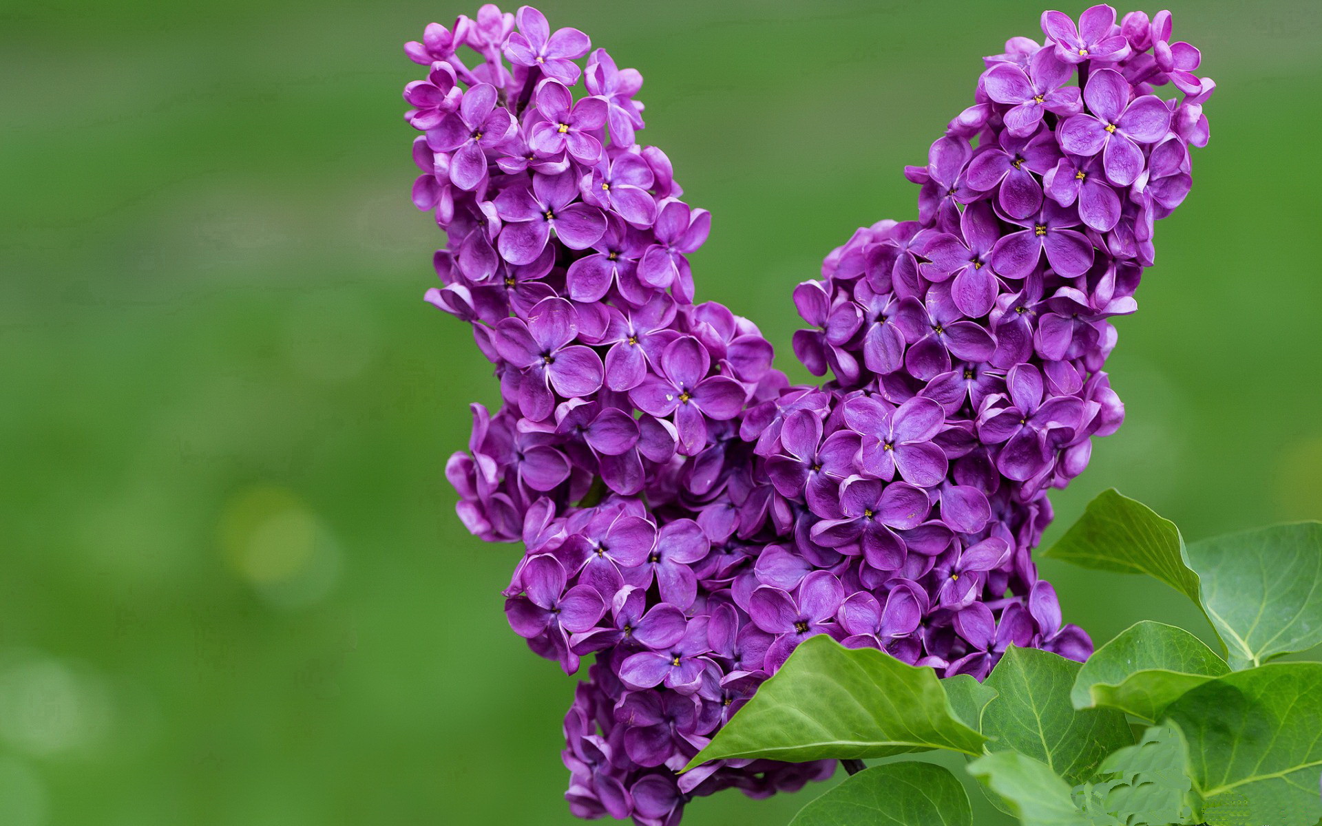 开云体育APP下载-曼城官方宣布哈兰德续约至2029年，年薪创英超新高，哈兰德 曼城球迷群