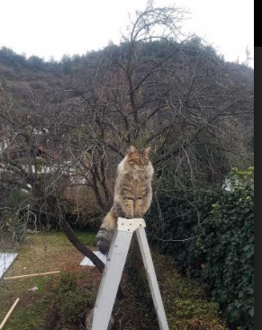 开云网页版-柏林赫塔球员表现出色，以优异发挥赢得比赛，柏林赫塔vs柏林联