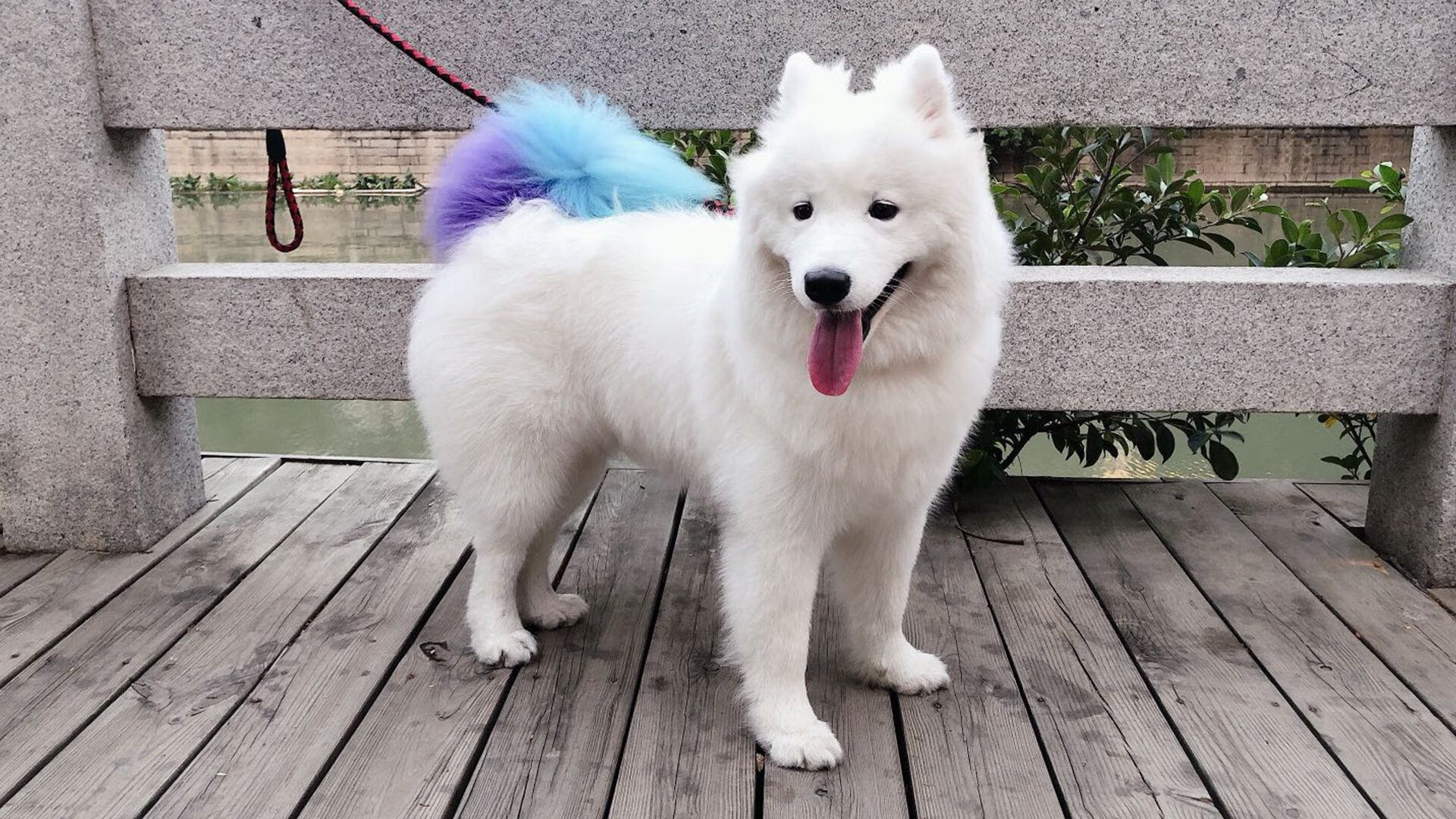 杯赛夺冠新鲜出炉,值得期待,冠军杯赛bo几