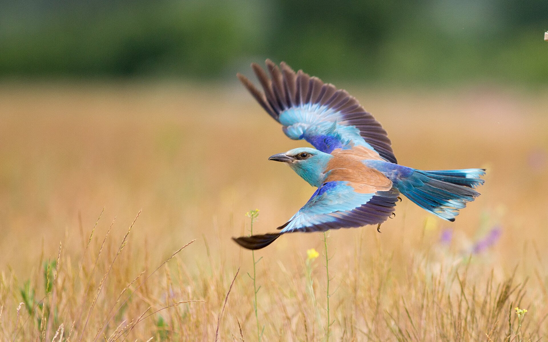 热刺客场平局,欧冠名额未现曙光,热刺 欧冠
