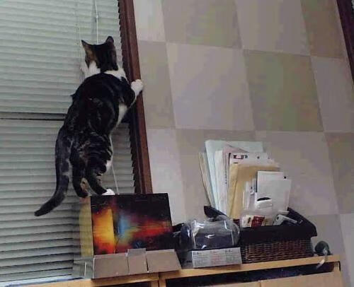 kaiyun官方网站-NBA球队粉丝增长策略，nba球队粉丝数