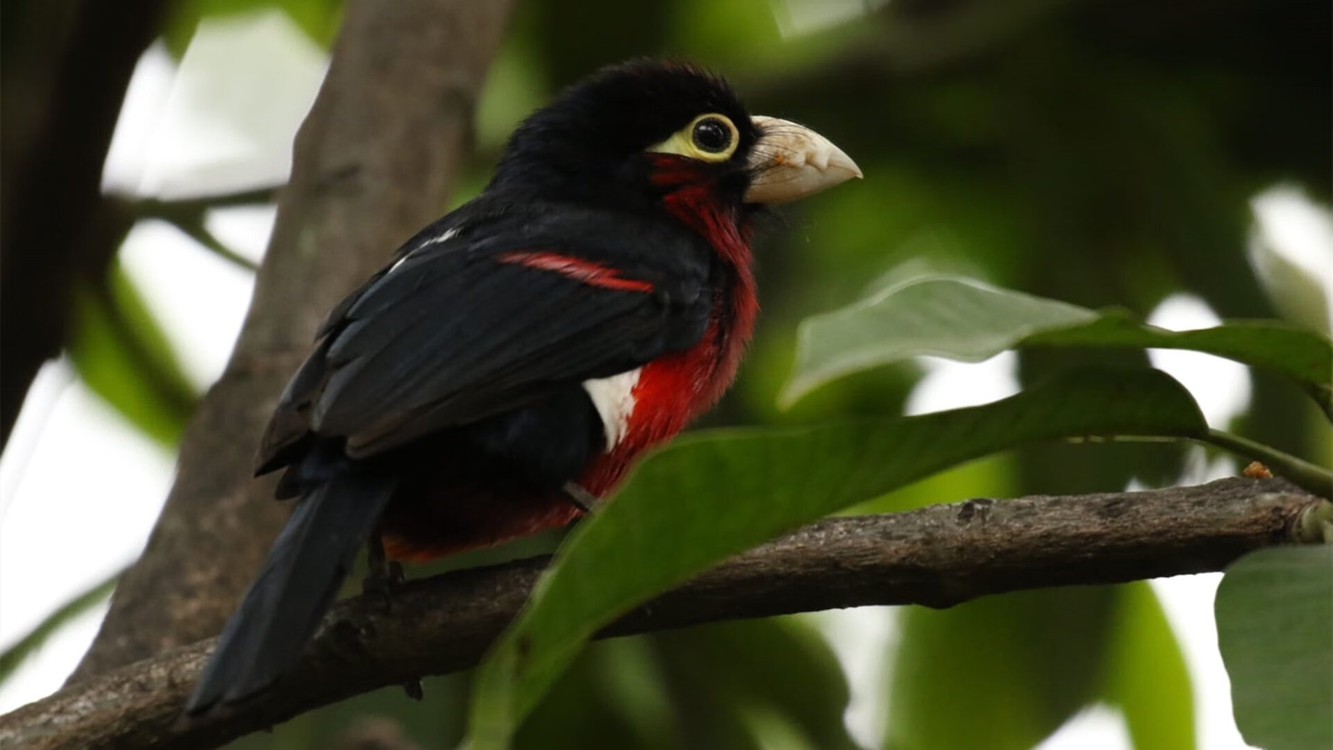 英超联赛直播评论多语言化对国际覆盖效果观察,英超评论员