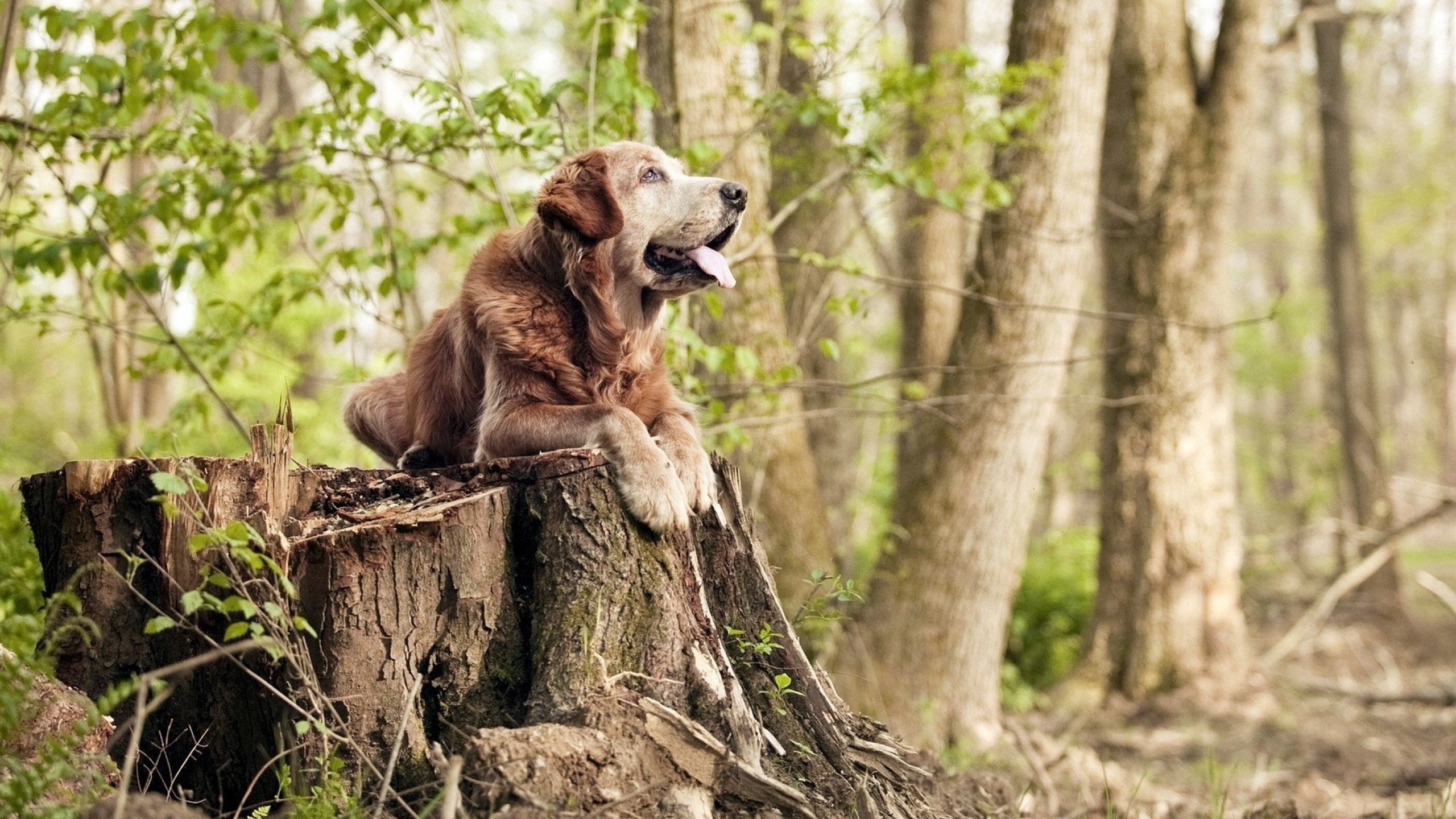 五大联赛是否加速门将攻防参与能力训练,五大联赛进攻型球队