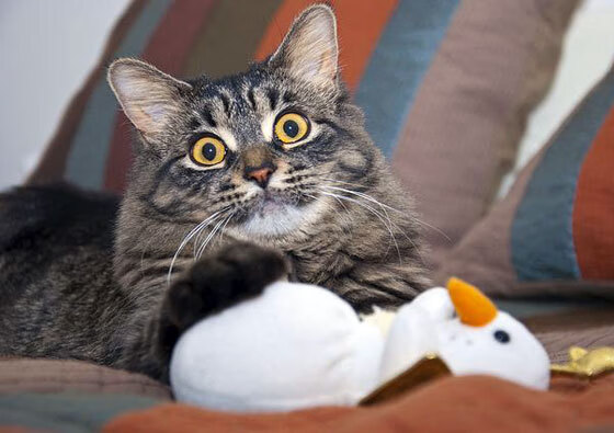 开云·体育官网-印度乒乓队的未来：如何在大赛中实现历史突破，印度乒乓球公开赛