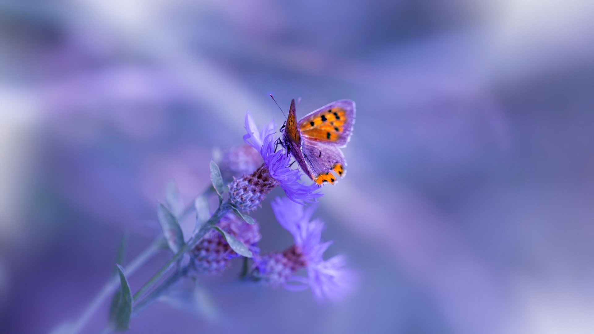 世界杯赛场的未来建筑设计趋势,世界杯规划