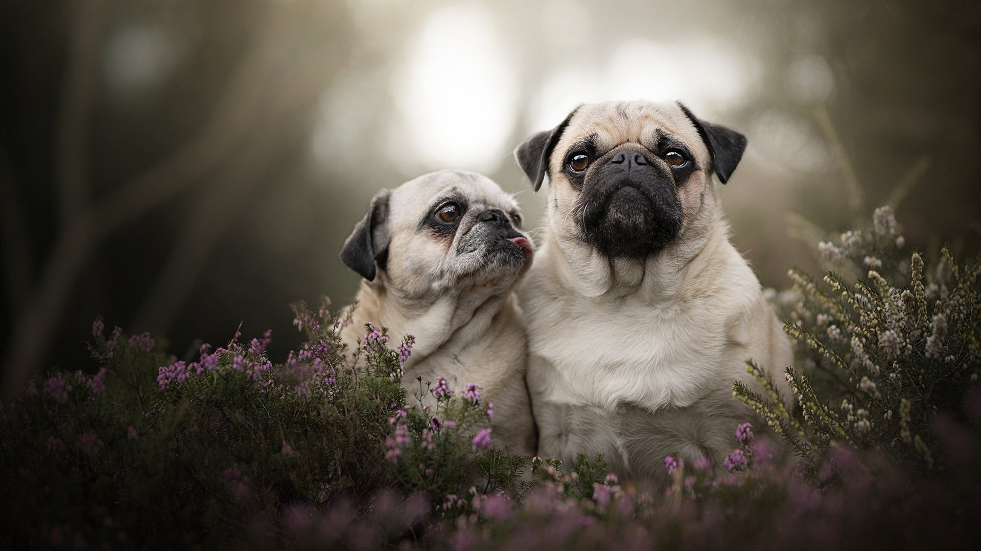 林丹接受公益节目访谈分享退役生活,林丹日常